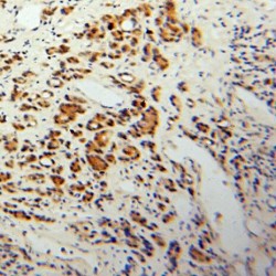 Peroxisomal Biogenesis Factor 19 (PEX19) Antibody