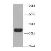 WB analysis of human heart tissue, using PEX19 antibody (1/1000 dilution).