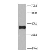 WB analysis of rat liver tissue, using PEX3 antibody (1/1000 dilution).