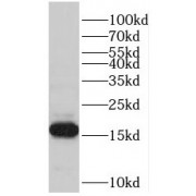 WB analysis of HepG2 cells, using PFDN5 antibody (1/500 dilution).