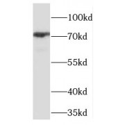WB analysis of HEK-293 cells, using PHF21A antibody (1/500 dilution).