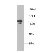 WB analysis of mouse testis tissue, using PHKG2 antibody (1/1000 dilution).