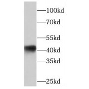 WB analysis of HeLa cells, using PHLDA1 antibody (1/500 dilution).