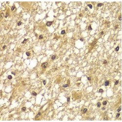 PI3K p55 (gamma) Antibody