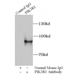 PI3K p85 (alpha) Antibody