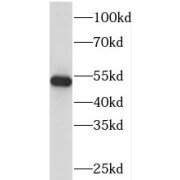 WB analysis of HepG2 cells, using PI4K2B antibody (1/400 dilution).