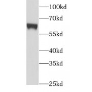 WB analysis of K-562 cells, using PIAS4 antibody (1/500).