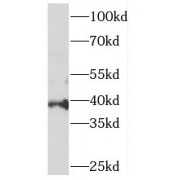 WB analysis of HeLa cells, using PIGA antibody (1/500 dilution).