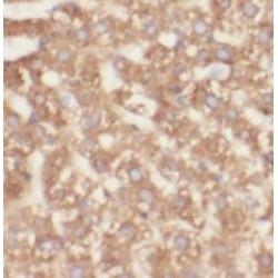 Peptidyl-Prolyl Cis-Trans Isomerase NIMA-Interacting 4 (PIN4) Antibody