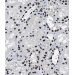 Pinin Antibody