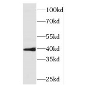 WB analysis of HeLa cells, using PINX1 antibody (1/1000 dilution).