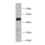 WB analysis of HeLa cells, using PIP4K2B antibody (1/1000 dilution).