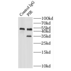 Pirin (PIR) Antibody