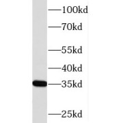 WB analysis of HepG2 cells, using PIR antibody (1/500 dilution).