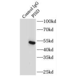 Phosphatidylserine Decarboxylase Proenzyme (PISD) Antibody