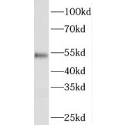 WB analysis of K-562 cells, using PISD antibody (1/300 dilution).