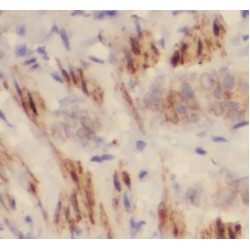 Phosphatidylinositol Transfer Protein Alpha (PITPNA) Antibody