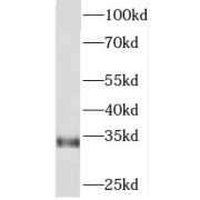 WB analysis of HEK-293 cells, using PITPNA antibody (1/800 dilution).