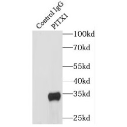 Pituitary Homeobox 1 (PITX1) Antibody