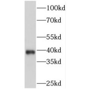 WB analysis of HeLa cells, using PITX1 antibody (1/800 dilution).