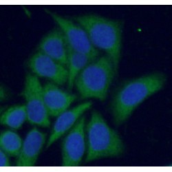 PKC alpha Antibody