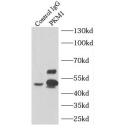 PKM1-specific Antibody