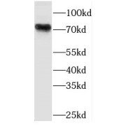 WB analysis of K-562 cells, using PLAA antibody (1/500 dilution).