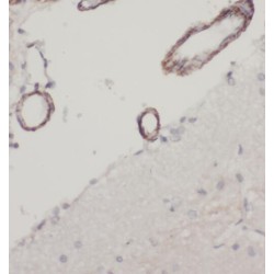 Phospholipase C Eta 1 (PLCH1) Antibody