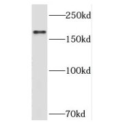 WB analysis of HEK-293 cells, using PLCH1 antibody (1/300 dilution).