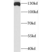 WB analysis of mouse testis tissue, using PLEKHA5 antibody (1/500 dilution).