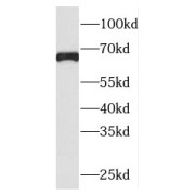 WB analysis of MCF7 cells, using PLEKHA9 antibody (1/2000 dilution).