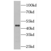 WB analysis of K-562 cells, using PLEKHO1 antibody (1/300 dilution).