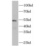 WB analysis of HeLa cells, using PLEKHO2 antibody (1/300 dilution).