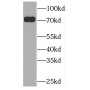 WB analysis of Transfected HEK-293 cells, using PLK3 antibody (1/1000 dilution).