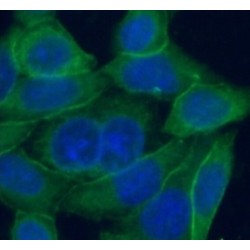 Phospholipid Scramblase 1 (PLSCR1) Antibody