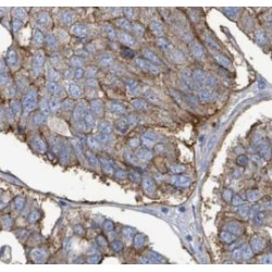 Phospholipid Scramblase 1 (PLSCR1) Antibody