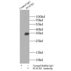 Phospholipid Scramblase 1 (PLSCR1) Antibody