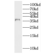 WB analysis of mouse testis tissue, using PNMA1 antibody (1/500 dilution).