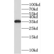 WB analysis of Raji cells, using PNRC1 antibody (1/500 dilution).