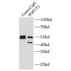 Protein O-Fucosyltransferase 1 (POFUT1) Antibody