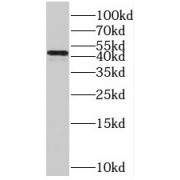 WB analysis of HepG2 cells, using POFUT1 antibody (1/500 dilution).