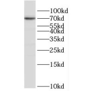 WB analysis of HepG2 cells, using POLA2 antibody (1/800 dilution).