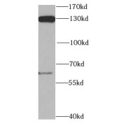 WB analysis of HeLa cells, using POLD1 antibody (1/1000 dilution).