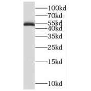 WB analysis of HepG2 cells, using POLD2 antibody (1/1000 dilution).