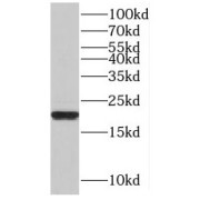 WB analysis of HeLa cells, using POLR1D antibody (1/500 dilution).