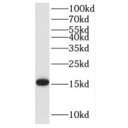 WB analysis of Jurkat cells, using POLR1D antibody (1/600 dilution).