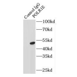 DNA-Directed RNA Polymerase I Subunit RPA49 (POLR1E) Antibody