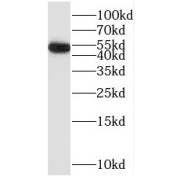 WB analysis of Jurkat cells, using POLR1E antibody (1/500 dilution).