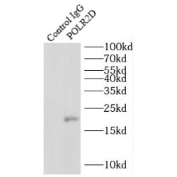 RNA Polymerase II Subunit D (POLR2D) Antibody