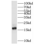 WB analysis of HeLa cells, using POLR2D antibody (1/3000 dilution).